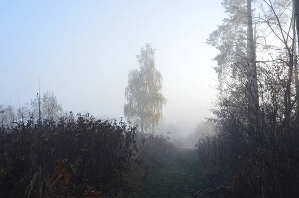 Brouillard matinal et brume dans la forêt et le village — Photo