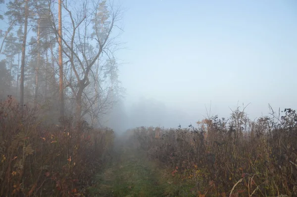Poranna mgła i mgła w lesie i wiosce — Zdjęcie stockowe
