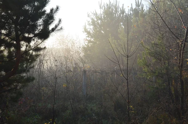 Nevoeiro matutino e neblina na floresta e aldeia — Fotografia de Stock