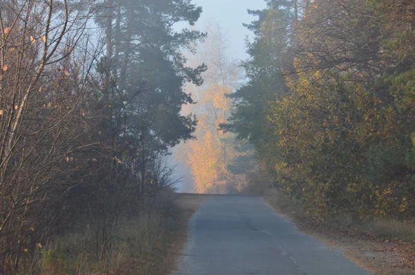 Reggel köd és köd az erdőben és a faluban — Stock Fotó