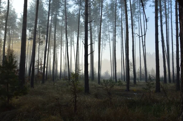 Brouillard matinal et brume dans la forêt et le village — Photo