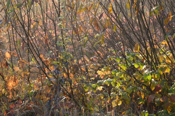 Morgennebel und Dunst in Wald und Dorf — Stockfoto