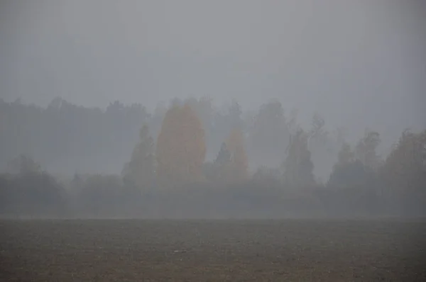 Niebla y neblina matutinas en el bosque y la aldea — Foto de Stock