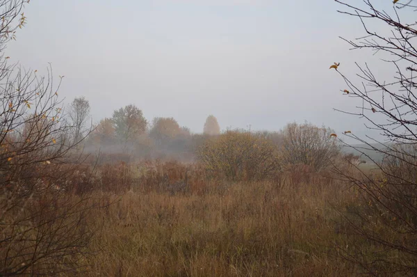 Nevoeiro matutino e neblina na floresta e aldeia — Fotografia de Stock