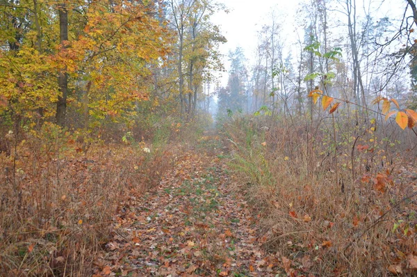 Morgondimma och dimma i skog och by — Stockfoto