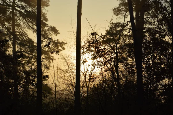 Il sole del mattino sorge all'orizzonte nella foresta e nel villaggio — Foto Stock