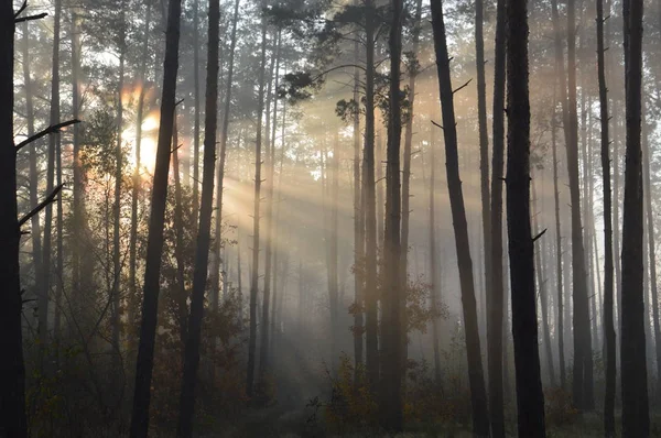 Le soleil du matin se lève à l'horizon dans la forêt et le village — Photo