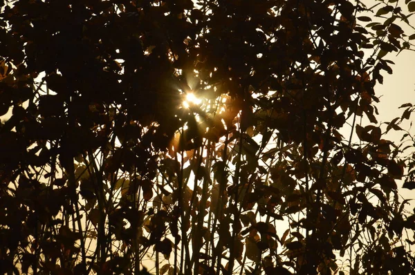 Le soleil du matin se lève à l'horizon dans la forêt et le village — Photo