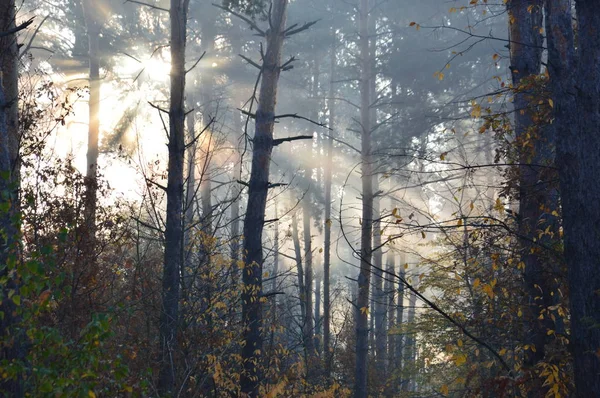 Poranne słońce wschodzi na horyzoncie w lesie i wiosce — Zdjęcie stockowe