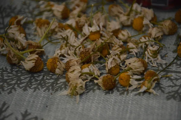 Flores secas en la mesa se secan para hacer té —  Fotos de Stock