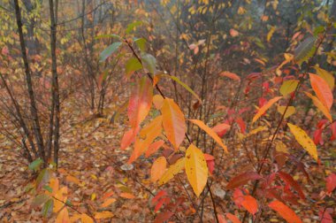 Ormandaki bir geceden sonra sabah sisi