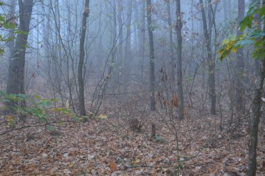 Ormandaki bir geceden sonra sabah sisi