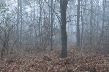 Ormandaki bir geceden sonra sabah sisi