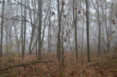 Ormandaki bir geceden sonra sabah sisi