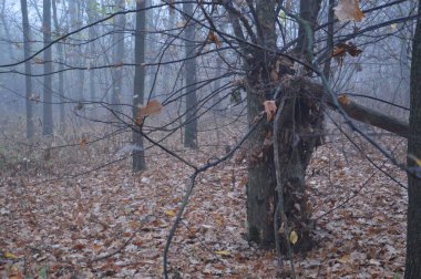 Ormandaki bir geceden sonra sabah sisi
