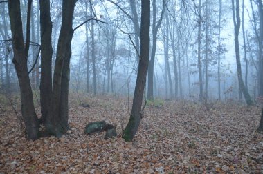 Ormandaki bir geceden sonra sabah sisi