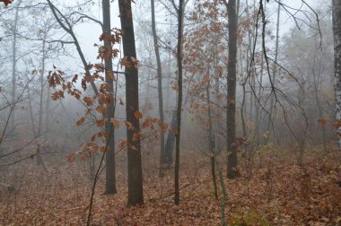 Ormandaki bir geceden sonra sabah sisi