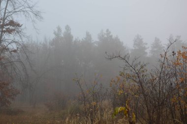 Ormandaki bir geceden sonra sabah sisi