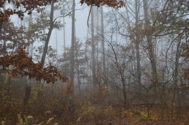 Ormandaki bir geceden sonra sabah sisi
