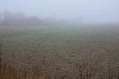 Ormandaki bir geceden sonra sabah sisi