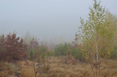 Ormandaki bir geceden sonra sabah sisi