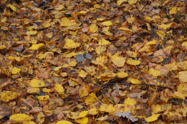 Sonbahar yaprakları sabah ağaçlarda ve çalılarda