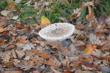 Orman mantarları arka planda yakın plan