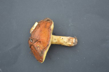 Orman mantarları arka planda yakın plan