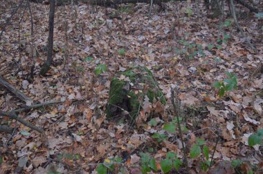 Orman kökleri sabah yeşil yosun içinde.