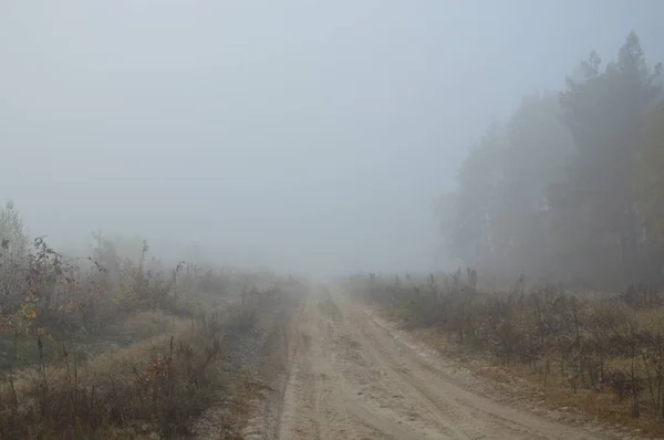 Niebla matutina después de una noche en el bosque — Foto de Stock