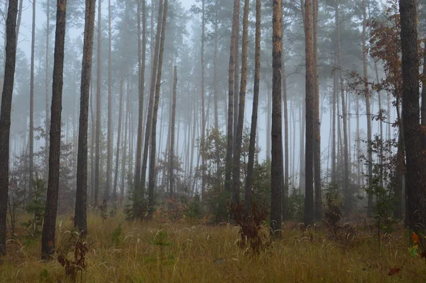 Brouillard matinal après une nuit dans la forêt — Photo