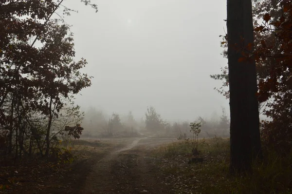 Niebla matutina después de una noche en el bosque —  Fotos de Stock