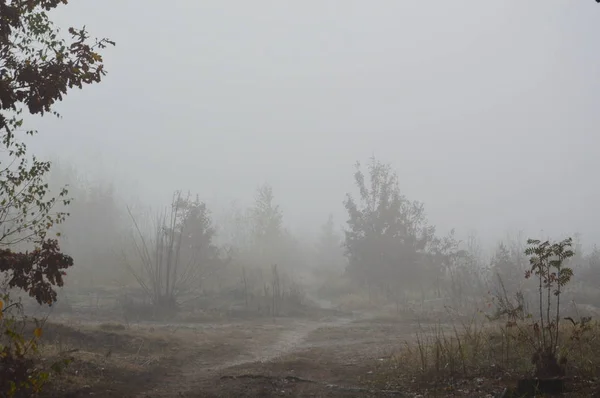 Ranní mlha po noci v lese — Stock fotografie