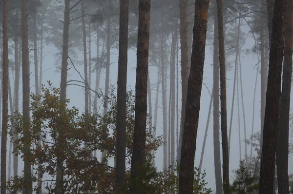 Poranna mgła po nocy w lesie — Zdjęcie stockowe