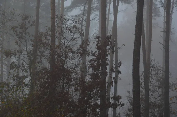 Brouillard matinal après une nuit dans la forêt — Photo