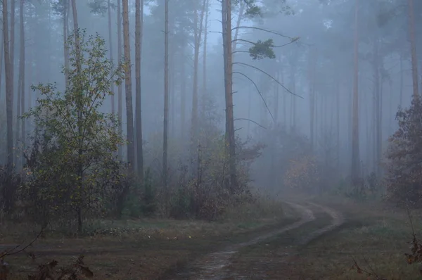 Brouillard matinal après une nuit dans la forêt — Photo