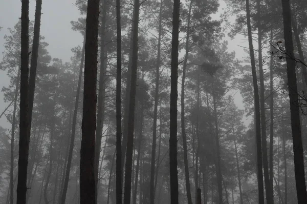 Niebla matutina después de una noche en el bosque — Foto de Stock