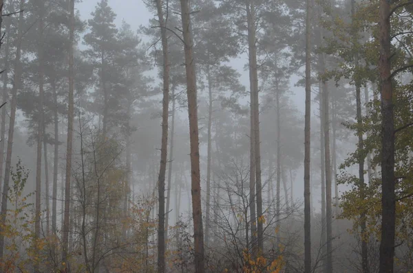 Brouillard matinal après une nuit dans la forêt — Photo