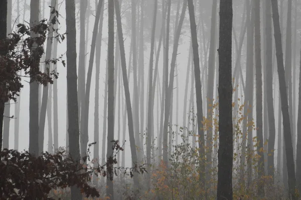 Morning fog after a night in the forest — Stock Photo, Image