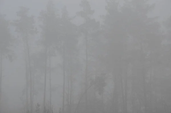 Morning fog after a night in the forest — Stock Photo, Image