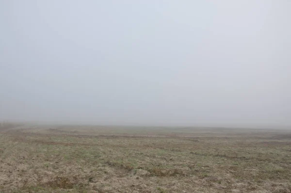 Brouillard matinal après une nuit dans la forêt — Photo