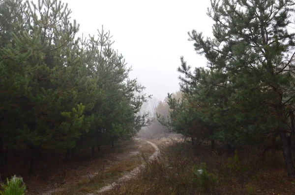 Ранковий туман після ночі в лісі — стокове фото