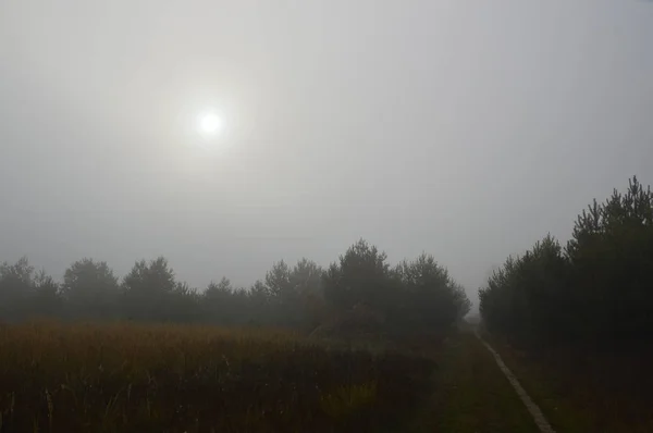 Brouillard matinal après une nuit dans la forêt — Photo