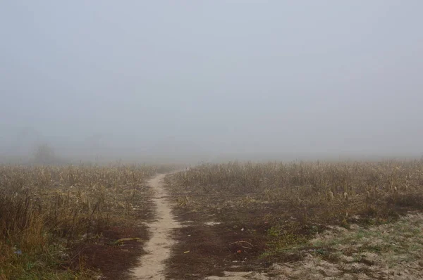 Niebla matutina después de una noche en el bosque —  Fotos de Stock