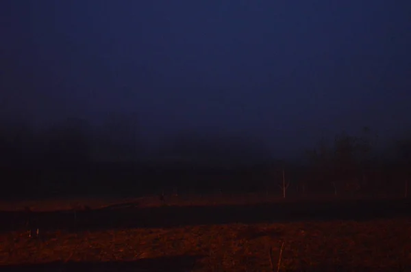 Nevoeiro da manhã depois de uma noite na floresta — Fotografia de Stock