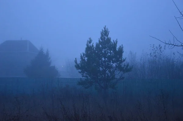 Niebla matutina después de una noche en el bosque —  Fotos de Stock