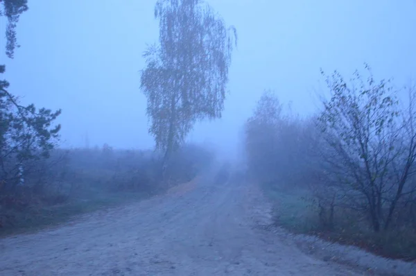Ranní mlha po noci v lese — Stock fotografie