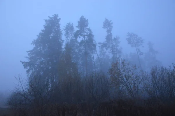 Ranní mlha po noci v lese — Stock fotografie