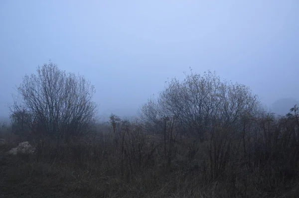 Reggel köd az erdőben töltött éjszaka után — Stock Fotó