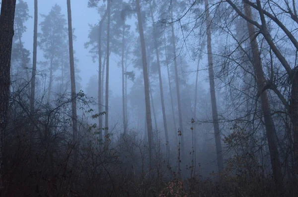 Nevoeiro da manhã depois de uma noite na floresta — Fotografia de Stock